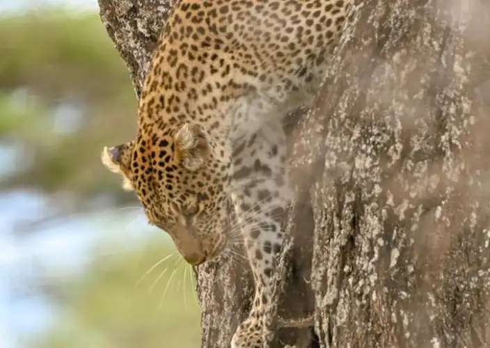 8-tägige Safari- und Strandreise in Tansania - Serengeti zum Ngorongoro-Krater - Photo du jour