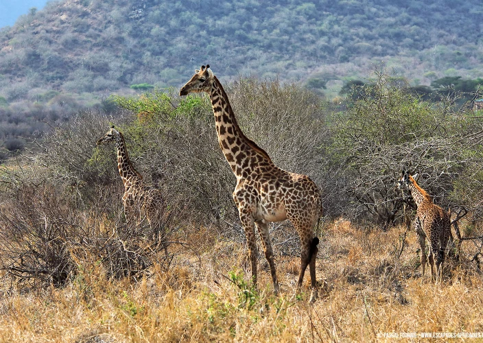 Tanzanie Safari Essentiel - Aéroport du Kilimandjaro - Parc national de Mkomazi - Photo du jour