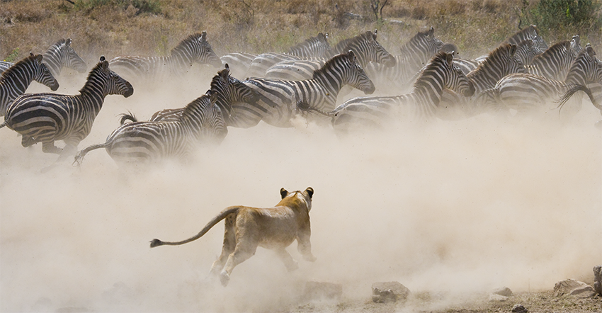 Safári Atemporal na Tanzânia & Escapada a Zanzibar - Dia Inteiro no Serengeti - Foto do dia
