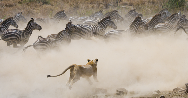 Safári Atemporal na Tanzânia & Escapada a Zanzibar