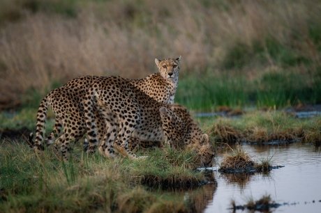 Safari de 3 dias pela Grande Migração no Serengeti: Siga a jornada mais épica da natureza - Bem-vindo à Tanzânia: Jornada pelo Serengeti - Foto do dia