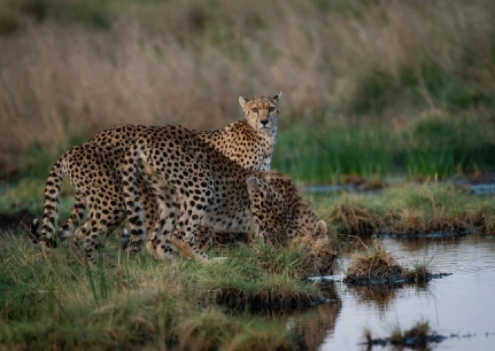 Safari de 3 días por la Gran Migración del Serengeti: Sigue el viaje más épico de la naturaleza - Bienvenido a Tanzania: Viaje al Serengeti - Foto del día