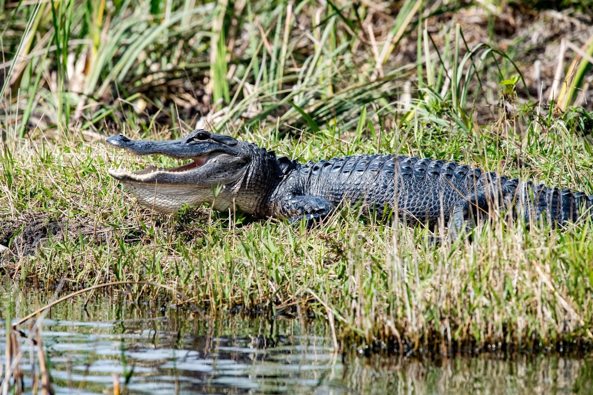 Florida met het gezin - Bezoek aan de Everglades en terugkeer naar Miami. - Foto van de dag