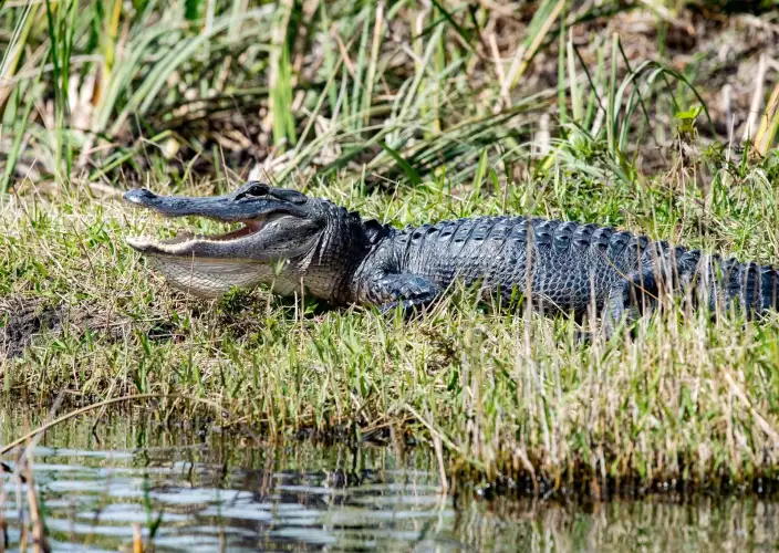 Florida met het gezin - Bezoek aan de Everglades en terugkeer naar Miami. - Foto van de dag