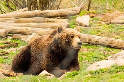 Viver a Croácia - O maciço de Gorski Kotar e a observação de ursos selvagens na natureza - pernoite em uma aldeia do maciço de Gorski Kotar. - Fužine