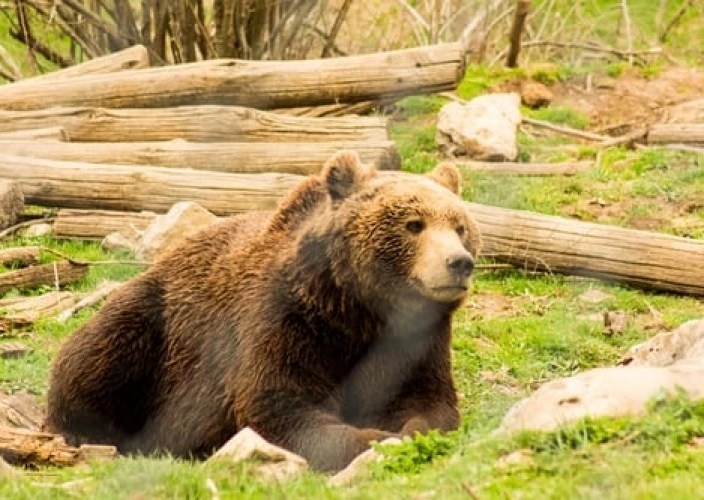 Vivre la Croatie - Le massif de Gorski Kotar et l'observation d’ours sauvages dans la nature - nuitée dans un village du massif de Gorski Kotar. - Fužine