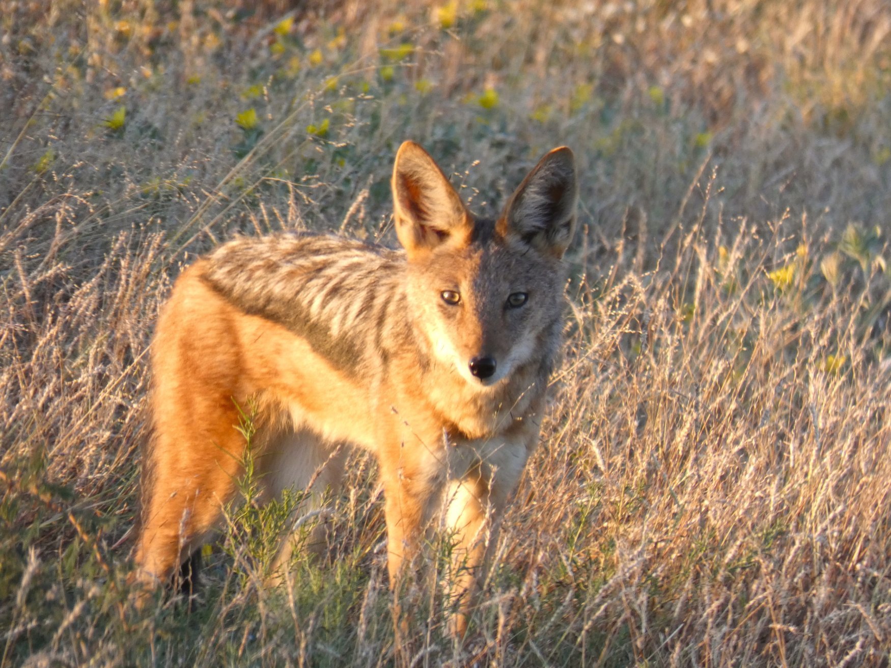 El gran Namib - Parque Nacional de Etosha - Parc national d'Etosha