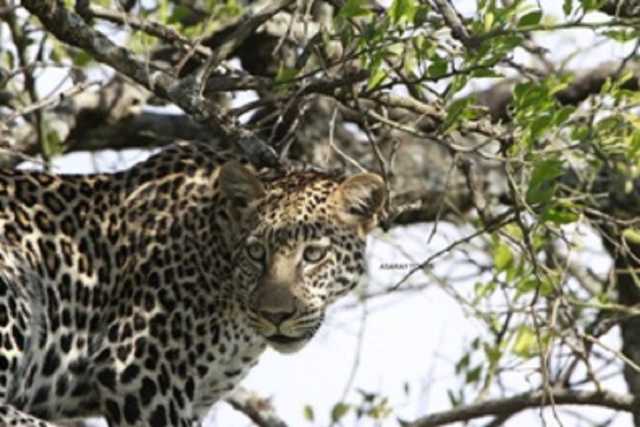 Experiência de Safari de 3 Dias em Amboseli