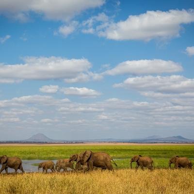 Esperienza di 5 giorni in Tanzania: Serengeti, Tarangire, Ngorongoro e Lago Manyara - Arusha al Parco Nazionale di Tarangire - 45f4c7663f6cbd974049174b9e7c5ad8