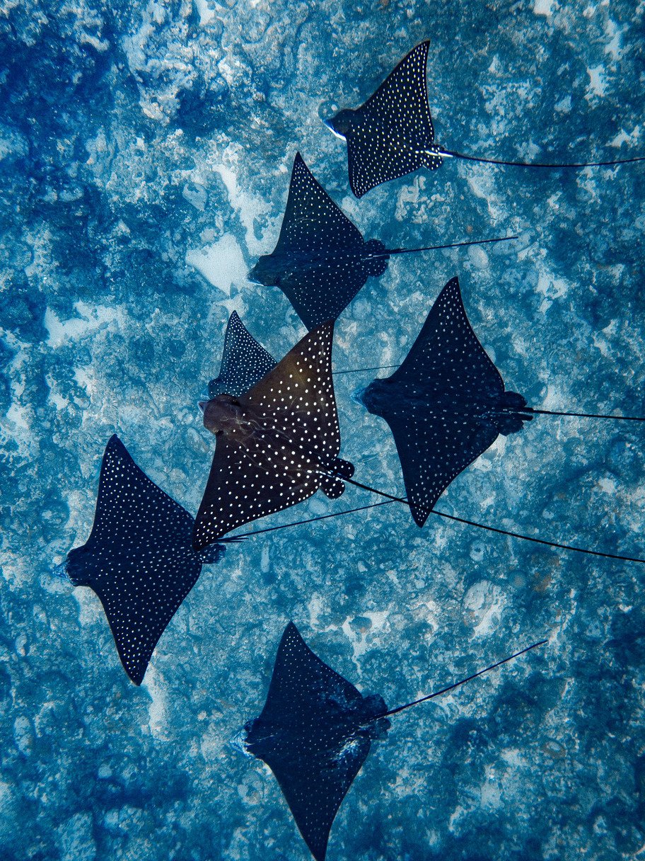 Live like Polynesians - Bora Bora - Photo of the day