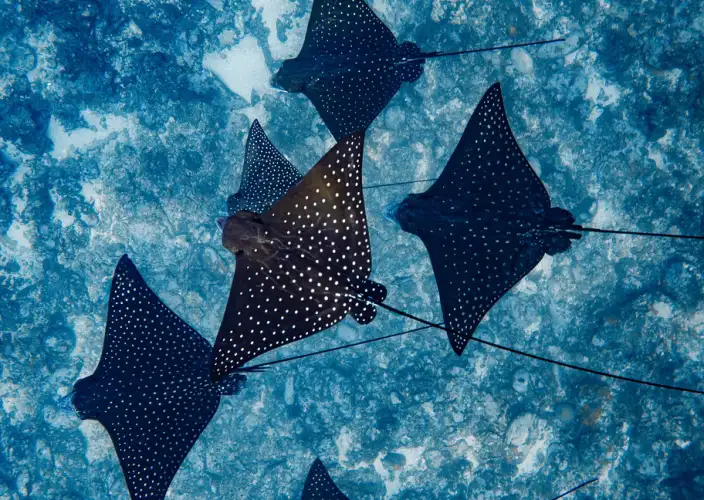 Live like Polynesians - Bora Bora - Photo of the day