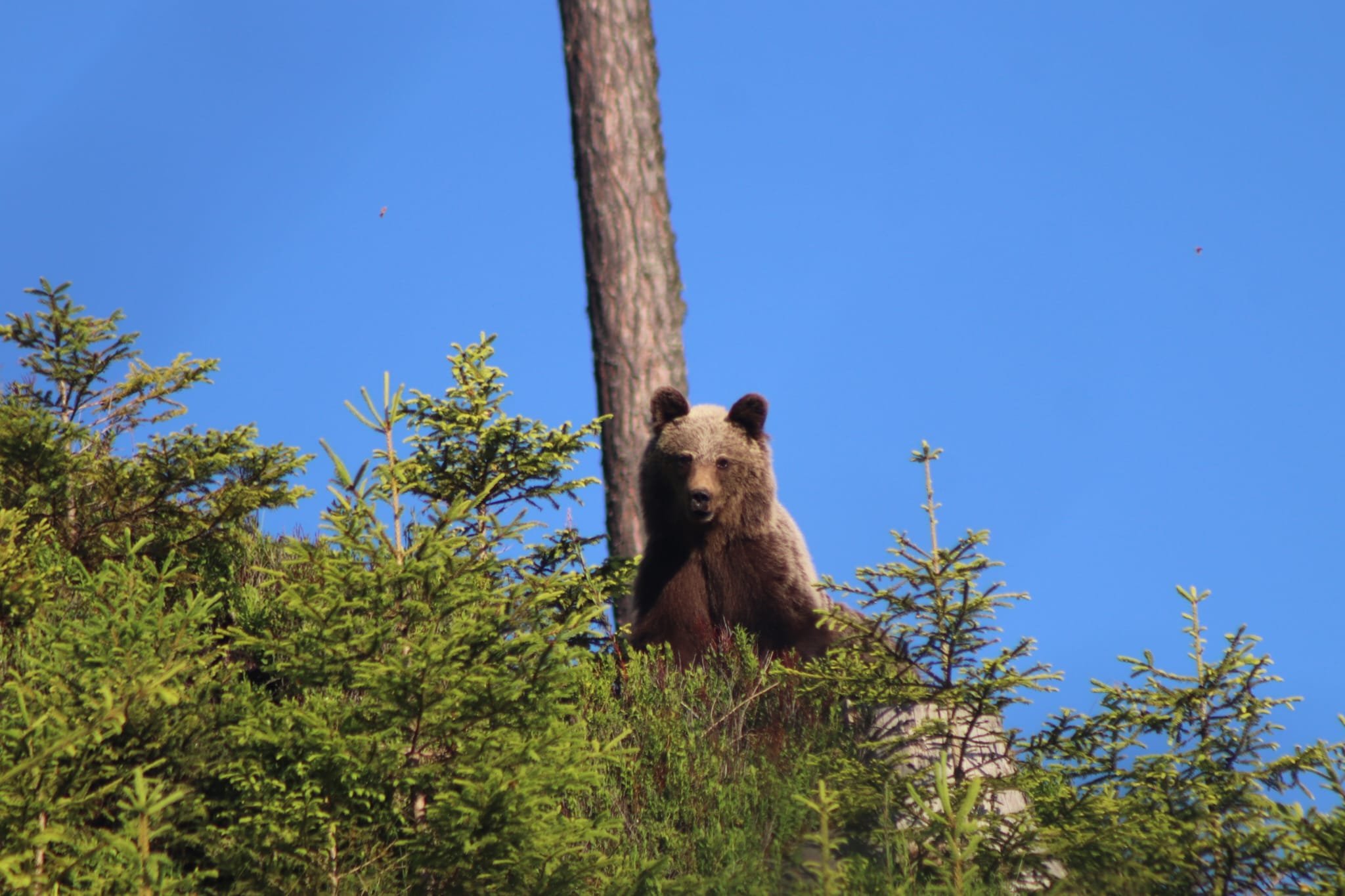 Tour di 1 giorno di escursionismo e osservazione degli orsi nei Monti Tatra Alti - Avventura di osservazione dell'orso bruno e trekking negli Alti Tatra – Tour di 1 giorno - Foto del giorno