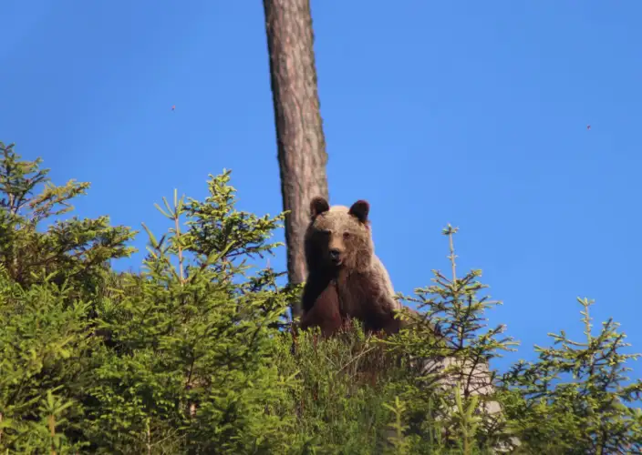 Tour di 1 giorno di escursionismo e osservazione degli orsi nei Monti Tatra Alti - Avventura di osservazione dell'orso bruno e trekking negli Alti Tatra – Tour di 1 giorno - Foto del giorno