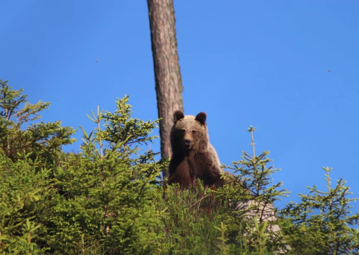 1-Day Hiking & Bear Watching Tour in the High Tatras Mountains - Brown Bear Watching & Hiking Adventure in the High Tatras – 1-Day Tour - Photo of the day