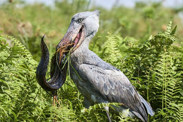 Safari de avistamiento de aves de 1 día: Pantano de papiro de Mabamba y cigüeña picozapato - Un día de avistamiento de picozapato en el pantano de Mabamba - Foto del día