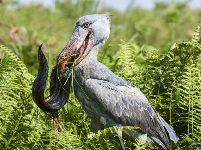 Safari d'observation des oiseaux d'1 jour : Marais de papyrus de Mabamba & Bec-en-sabot du Nil