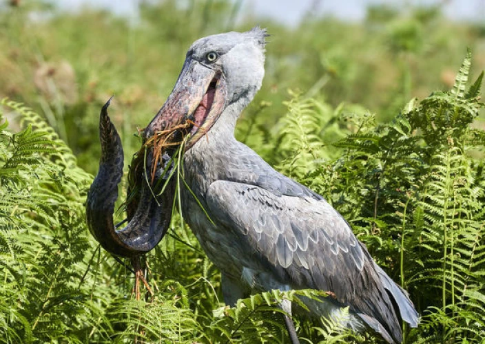 1-tägige Vogelbeobachtungs-Safari: Mabamba-Papyrussumpf & Schuhschnabelstorch - Ein 1-tägiger Mabamba-Sumpf-Schnabelstorch-Spot - Tagesfoto