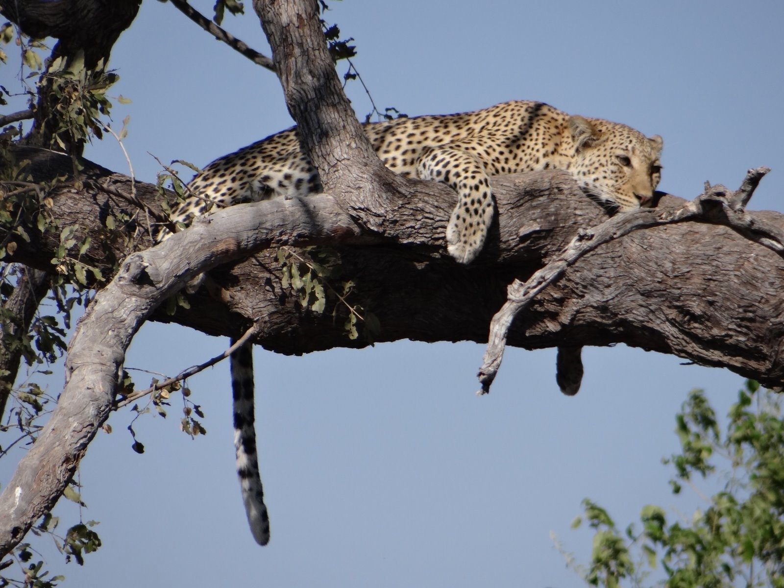 Botsuana visto desde el cielo - Región de Khwai - Foto del día
