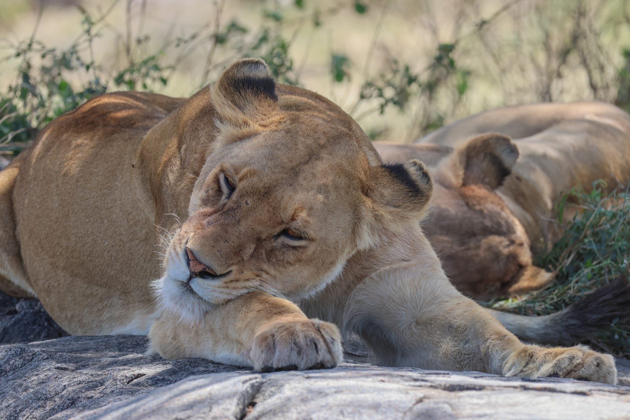 7 Days Tanzania Big Five Safari - Arusha Town – Tarangire NP - FB - Foto del día