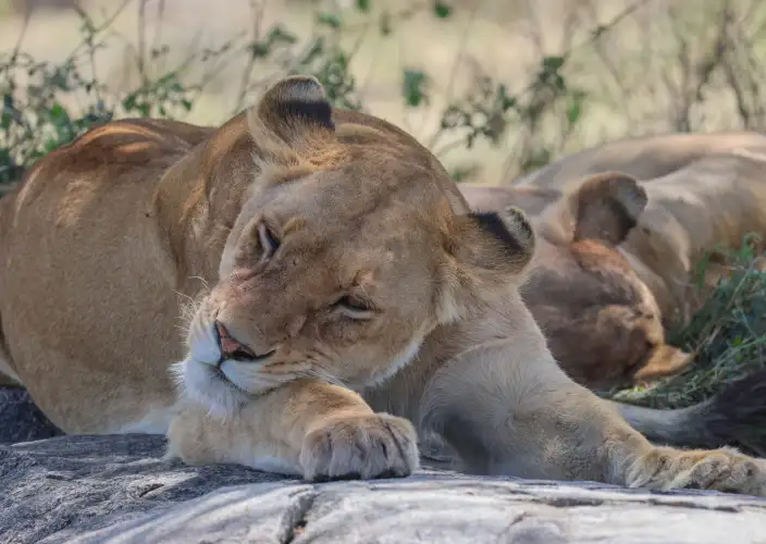 7 Tage Tansania Big Five Safari - Arusha Stadt – Tarangire NP - FB - Photo of the day