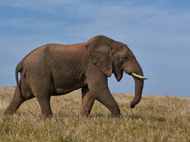 Safari de 7 jours de la Grande Migration : Tarangire, Serengeti & Ngorongoro