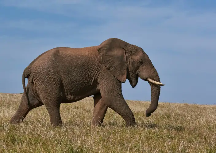 Safari de 7 jours de la Grande Migration : Tarangire, Serengeti & Ngorongoro - Descente dans le cratère du Ngorongoro - Photo du jour