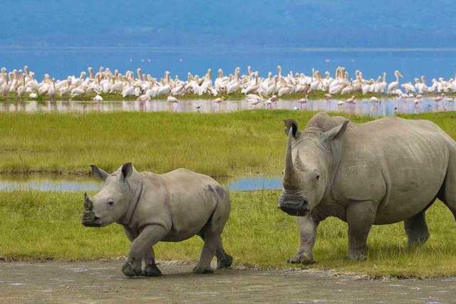 12-Day Combined Tour: Kilimanjaro Trek & Serengeti Park