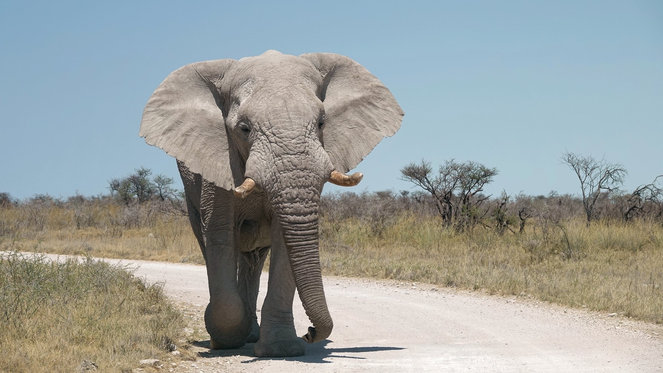 Die Flüsse Namibias - Safari im Etosha - Tagesfoto