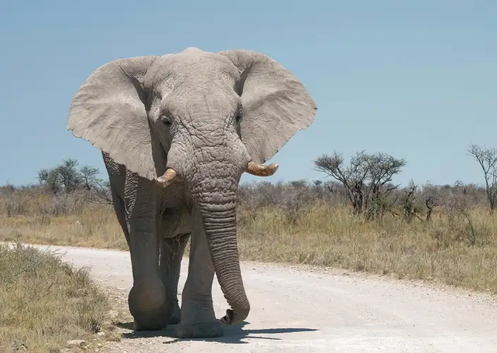 Die Flüsse Namibias - Safari im Etosha - Tagesfoto