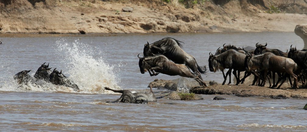 Safari de 7 jours de la Grande Migration : Tarangire, Serengeti & Ngorongoro - Nord du Serengeti : Territoire de migration - Photo du jour
