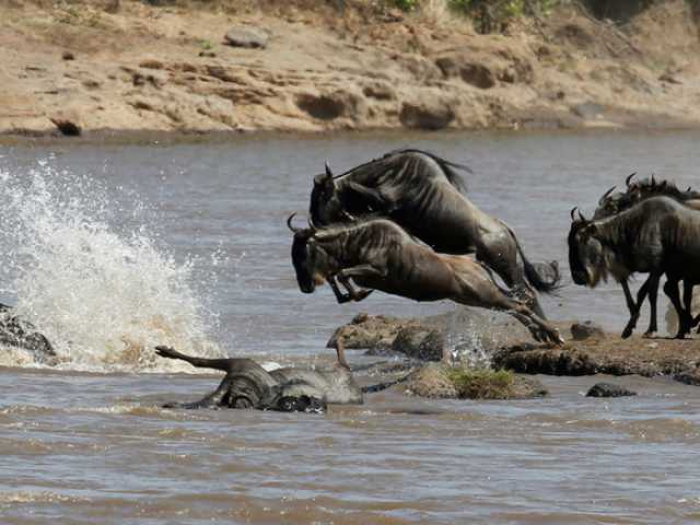 Safari de 7 jours de la Grande Migration : Tarangire, Serengeti & Ngorongoro