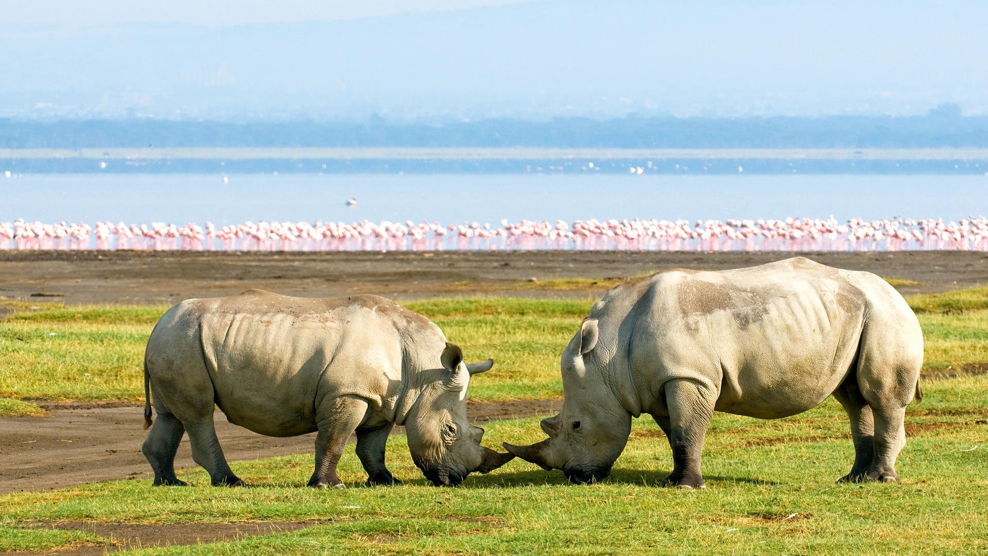 Classic 8-day safari in Kenya - Nairobi - Lake Nakuru National Park - Nairobi - Parc national du lac Nakuru
