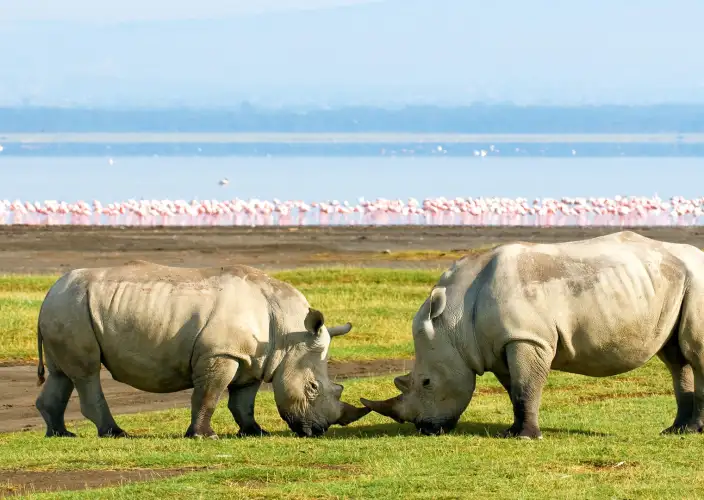 Classic 8-day safari in Kenya - Nairobi - Lake Nakuru National Park - Nairobi - Parc national du lac Nakuru
