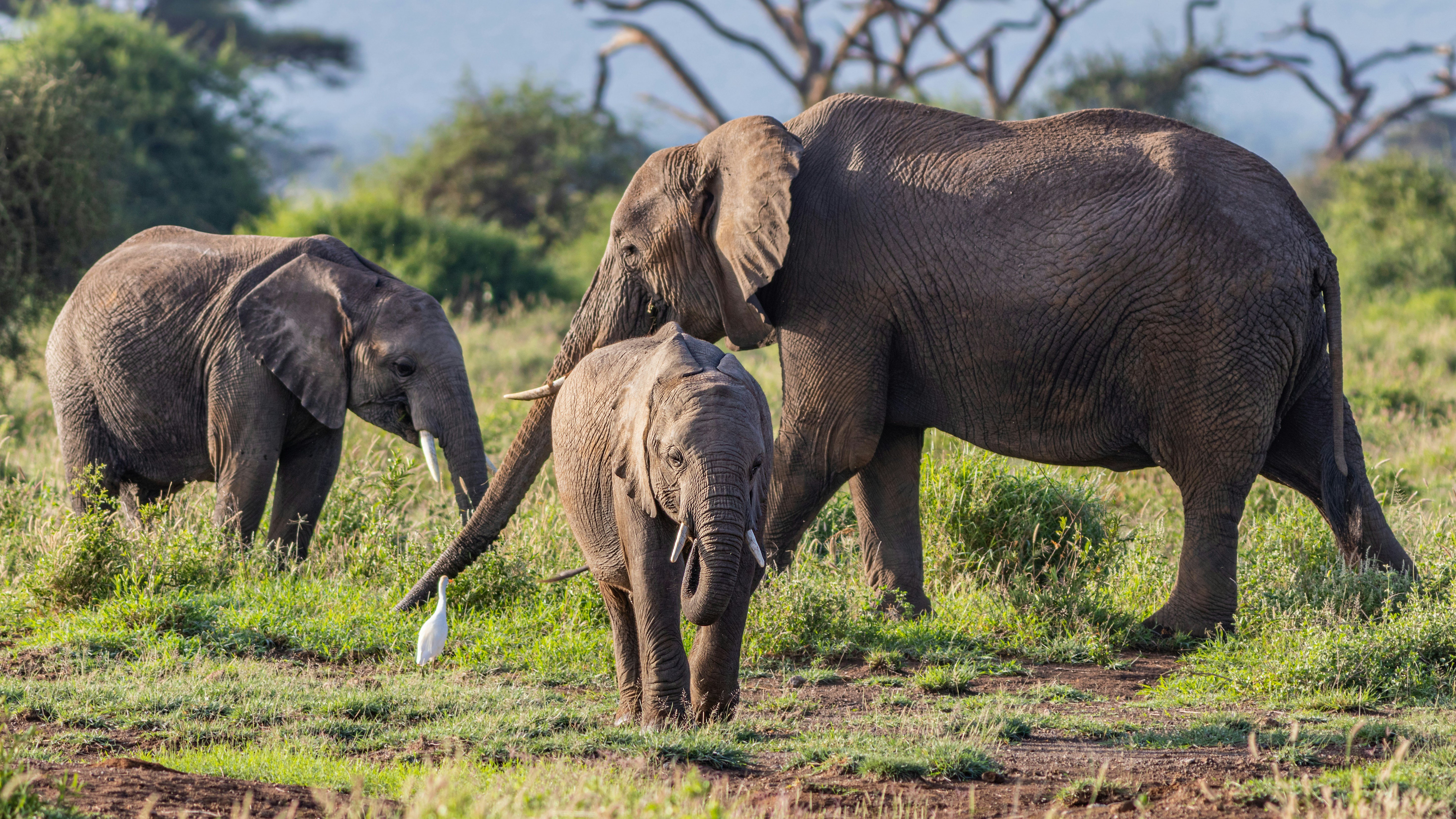 5-Day Amboseli & Tsavo National Parks Safari - Full-day Amboseli - Photo of the day