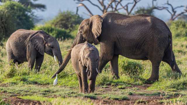 5-Day Amboseli & Tsavo National Parks Safari