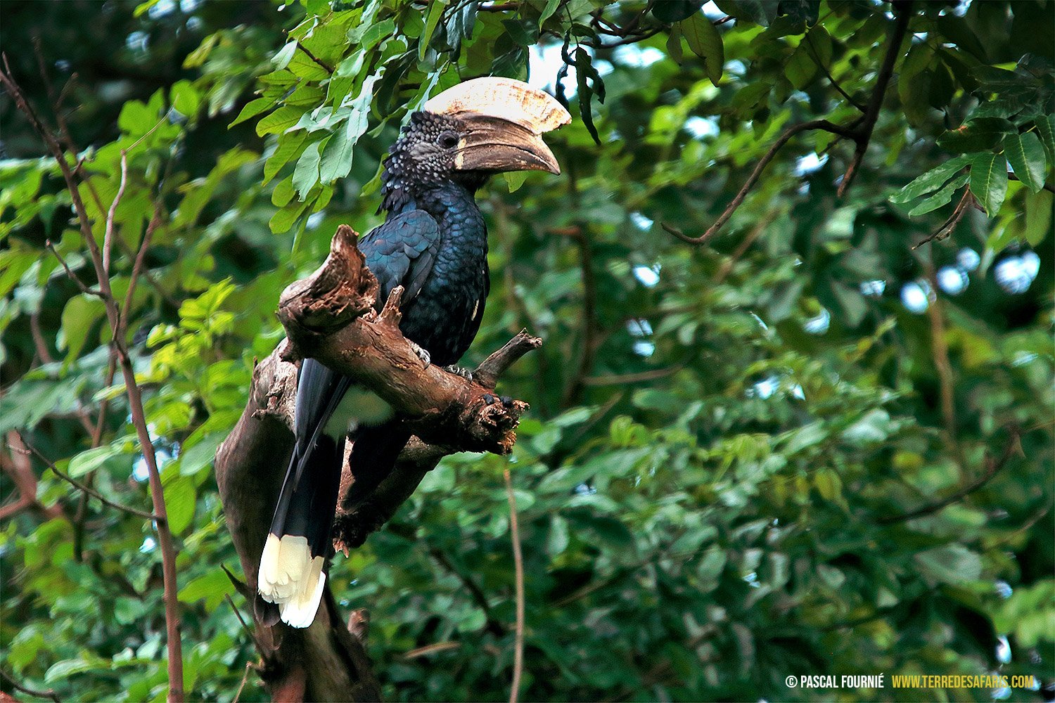 Birdwatching safari - Manyara National Park - Calao à joues d'argent