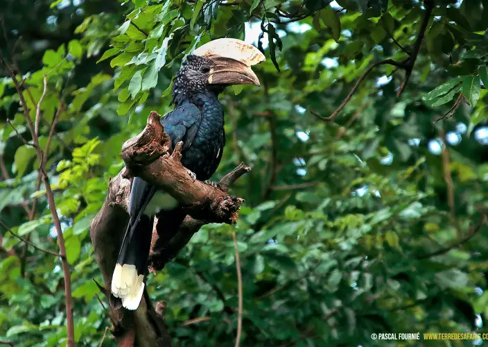 Safari de observación de aves - Parque nacional de Manyara - Calao à joues d'argent