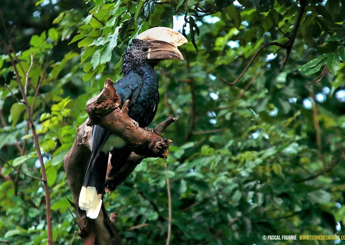 Vogelsafari - Nationaal park Manyara - Calao à joues d'argent