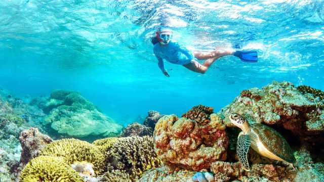 Maravilhas da Ilha Dimaniyat Tour de 6 Horas - Mergulho com Snorkel para Explorar a Vida Marinha