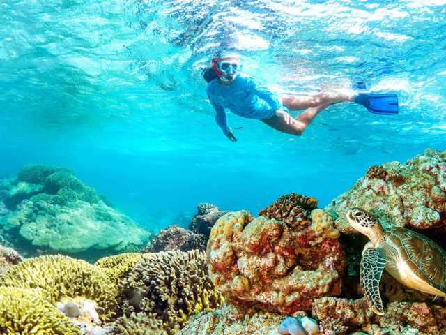 Merveilles de l'île Dimaniyat : excursion de 6 heures - Plongée avec tuba pour explorer la vie marine
