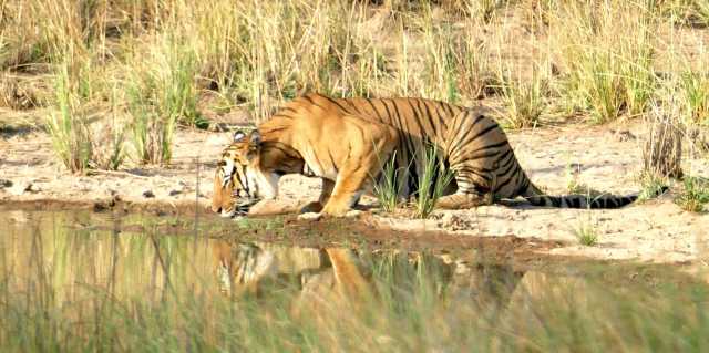 Echos aus dem Dschungel: Safari im Bandhavgarh-Reservat