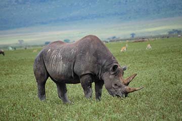 Sé testigo del Cruce del río Mara en el Serengeti - Cráter del Ngorongoro al PN Serengeti - Foto del día
