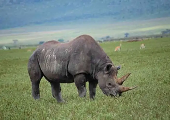 Sé testigo del Cruce del río Mara en el Serengeti - Cráter del Ngorongoro al PN Serengeti - Foto del día