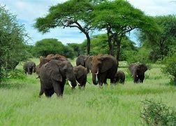 Aventure tanzanienne : 10 jours au cœur de la faune africaine - Arusha - Tarangire - Karatu - Arusha - Tarangire - Karatu