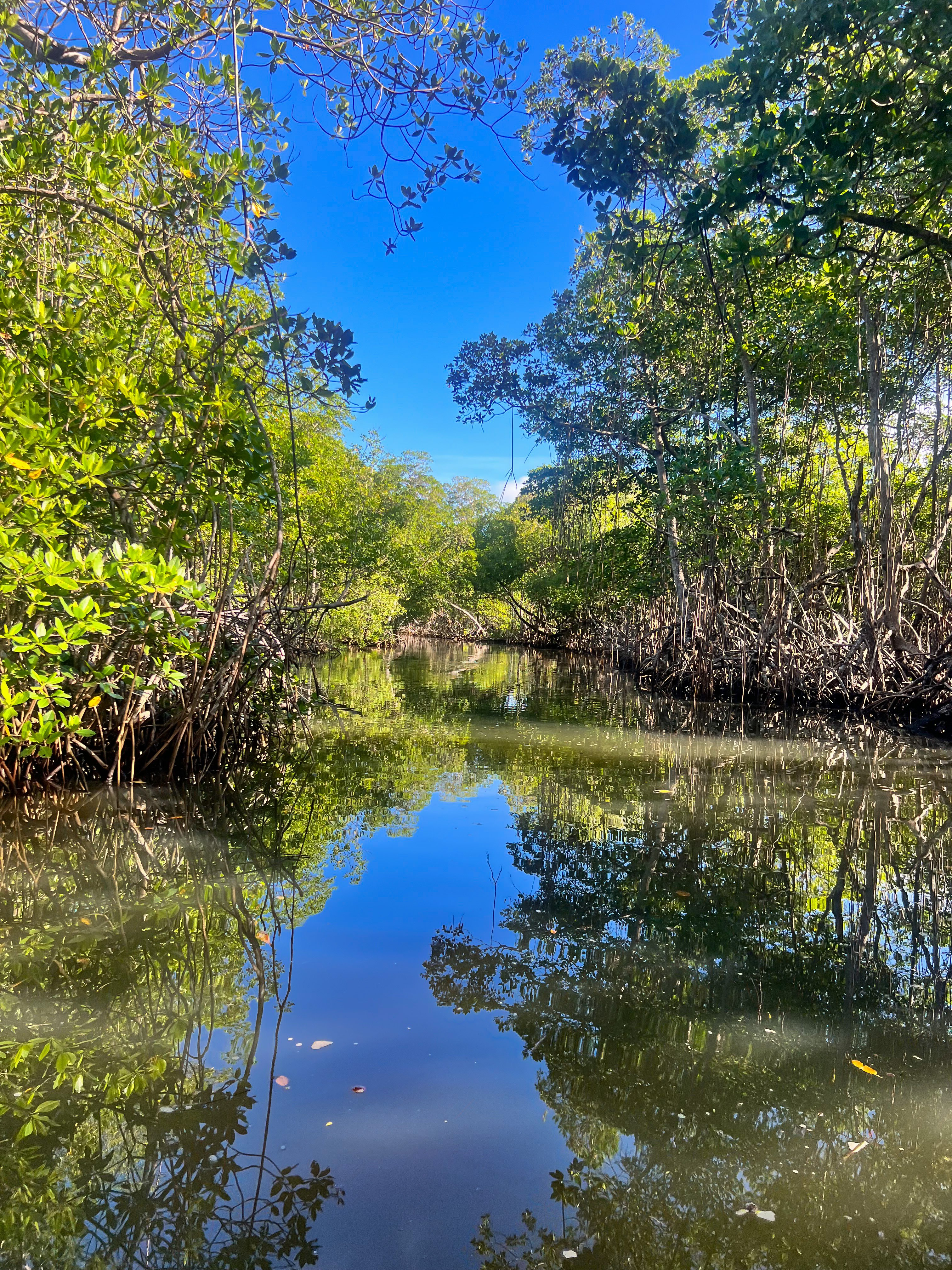 Bayahibe et Los Haitises - Visite privée du Parc National Los Haitises - Photo du jour
