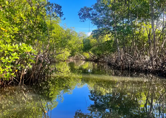 Bayahibe und Los Haitises - Private Führung durch den Nationalpark Los Haitises - Tagesfoto