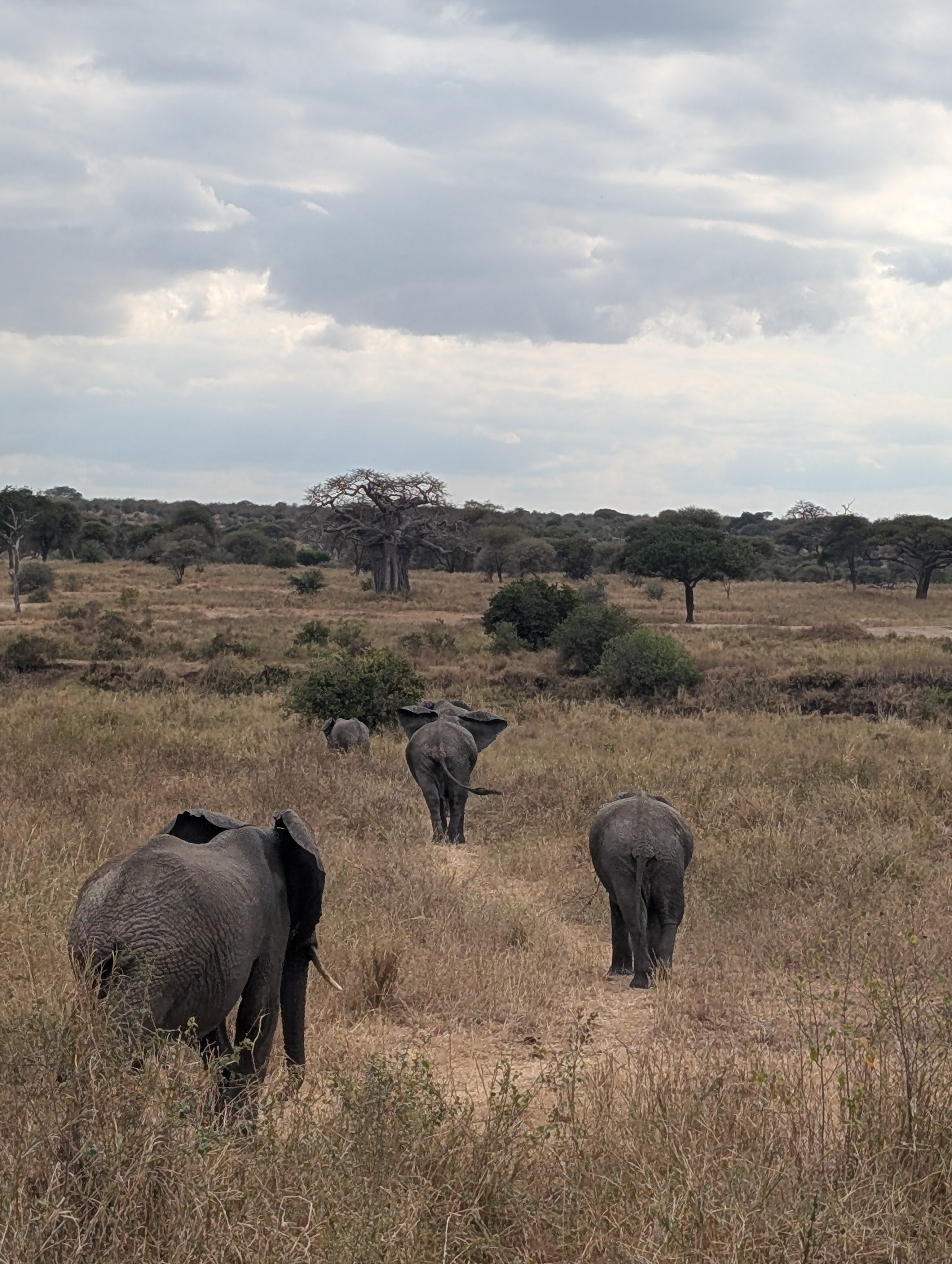La Tanzanie autrement : safari et expériences locales - Safari au parc national de Tarangire - Photo du jour