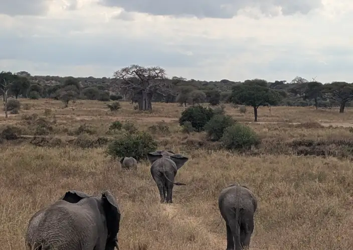 La Tanzanie autrement : safari et expériences locales - Safari au parc national de Tarangire - Photo of the day