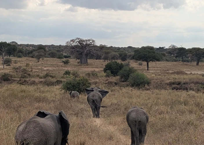 La Tanzania in modo diverso: safari ed esperienze locali - Safari nel Parco Nazionale di Tarangire - Foto del giorno