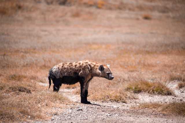 Escapade de lune de miel de luxe : Safari de 5 jours